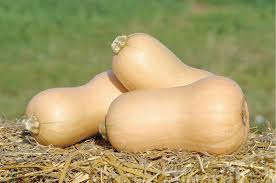 Metro PMR – Organic Butternut Squash Seed