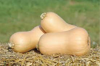 Metro PMR – Organic Butternut Squash Seed