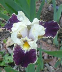 Coconino Dwarf Bearded Iris
