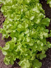 Lettuce- Salad Bowl Green 25g