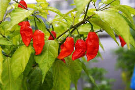 Chilli- Bhut Jolokia Red