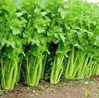 Celery Imported Tall Utah Vegetable Seeds