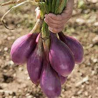 Onion- Long Tropea Red