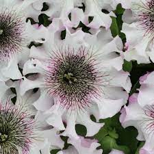 Petunia- Superbissima Alba