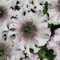 Petunia- Superbissima Alba