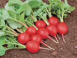 Sora – Organic Radish Seed