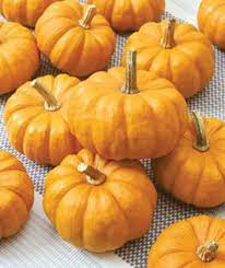 Spark – Pumpkin Seed