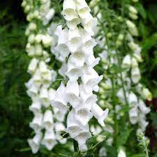 Camelot White – Digitalis Seed