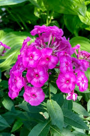 Phlox- Cecily Mixed