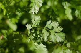 Calypso Cilantro Seeds