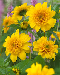 Happy Days Sunflower