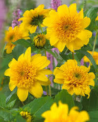 Happy Days Sunflower