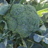 Kariba – Broccoli Seed