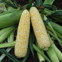 Kickoff XR – Corn Seed