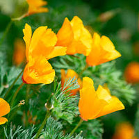 Californian Poppy- Aurantiaca Orange