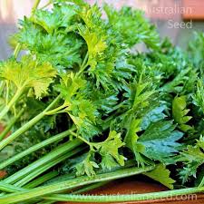 Celery- Sprouting 10g