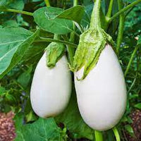 Eggplant- Casper