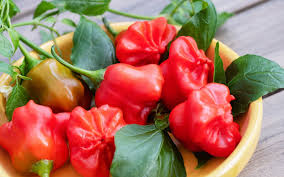 Mad Hatter Pepper Seeds (Bishop’s Crown)