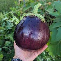 Eggplant- Aswad