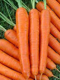 Carrot Early Nantes Vegetable Seeds