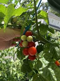 Defiant PhR – Organic Tomato Seed