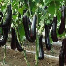 Brinjal Purple Long Vegetable Seeds