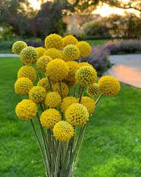 Sun Ball – Organic Craspedia Seed