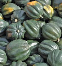 Night Shift – Acorn Squash Seed