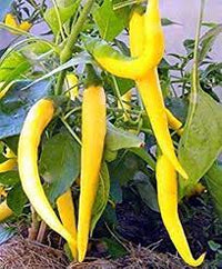 Assorted hot pepper seeds – custom mix of spicy heirloom varieties