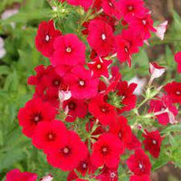 Scarlet – Phlox Seed