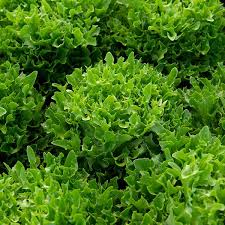 Ezpark – Organic Pelleted Lettuce Seed