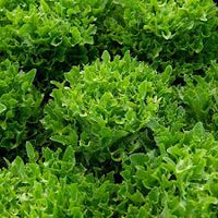 Ezpark – Organic Pelleted Lettuce Seed
