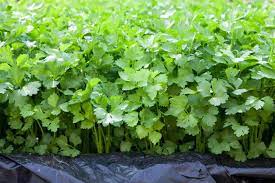 Coriander Green Aroma Vegetable Seeds