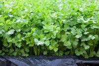 Coriander Green Aroma Vegetable Seeds