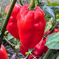 Roulette – Habanero Pepper Seed