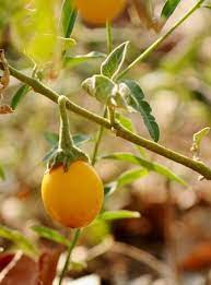 Eggplant- Golden Eggs