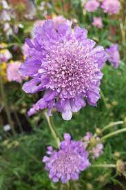 Pincushion Flower- Lavender Blue
