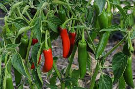 Jalafuego – Organic Jalapeno Pepper Seed