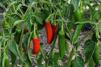 Jalafuego – Organic Jalapeno Pepper Seed