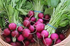 Bacchus – Purple Radish Seeds