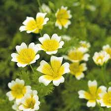 Poached Egg Plant