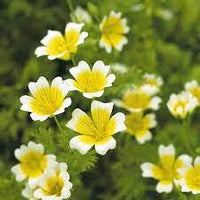 Poached Egg Plant