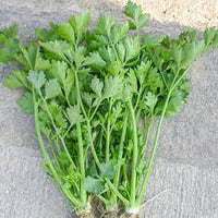 Chinese Celery- Light Green