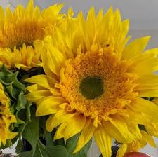 Sunflower- Turbo Teddy F1