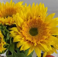 Sunflower- Turbo Teddy F1