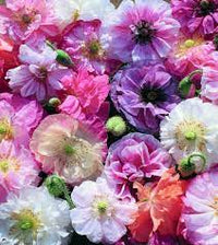 Poppy- Angel's Choir