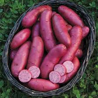 French Fingerling – Seed Potatoes