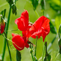 Sweetpea- Mammoth Scarlet