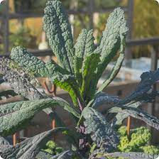 Kale Tuscan Vegetable Seeds