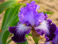 Glacier Melt Reblooming Bearded Iris Seeds